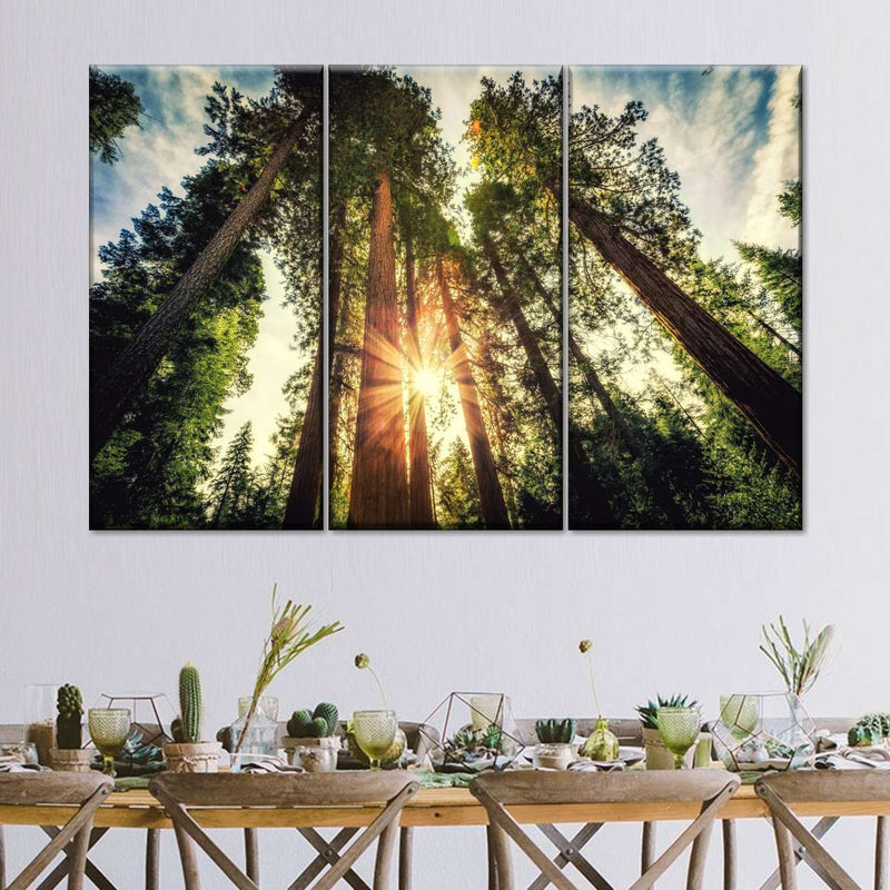 Redwood Trees Sunset Wall Art