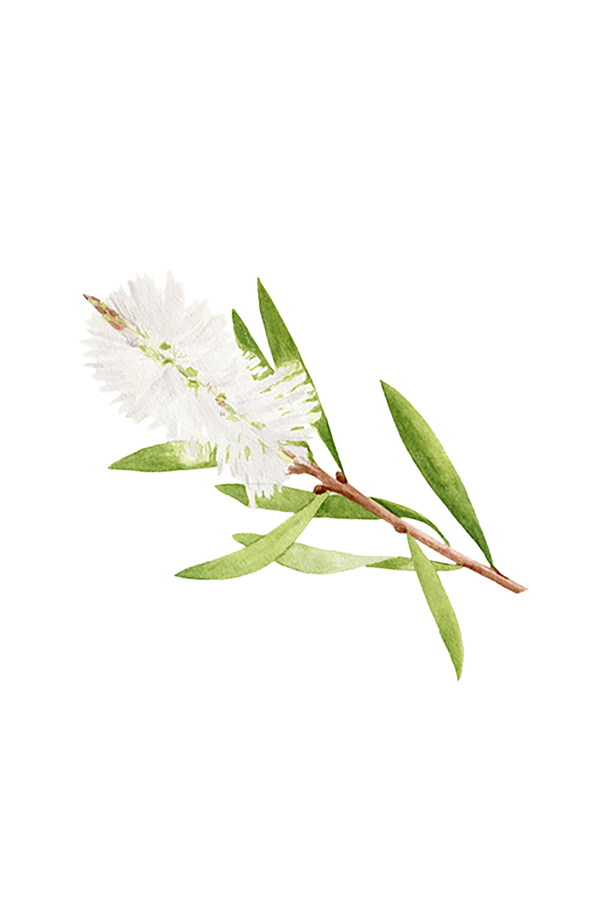 Tea Tree Essential Oil, photo 2 of 3