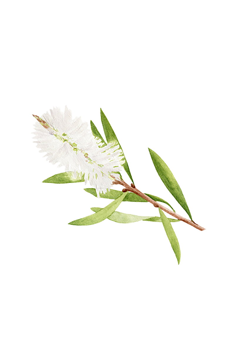 Tea Tree Essential Oil, photo 2 of 3