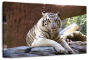 Resting White Tiger Wall Art