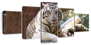 Resting White Tiger Wall Art