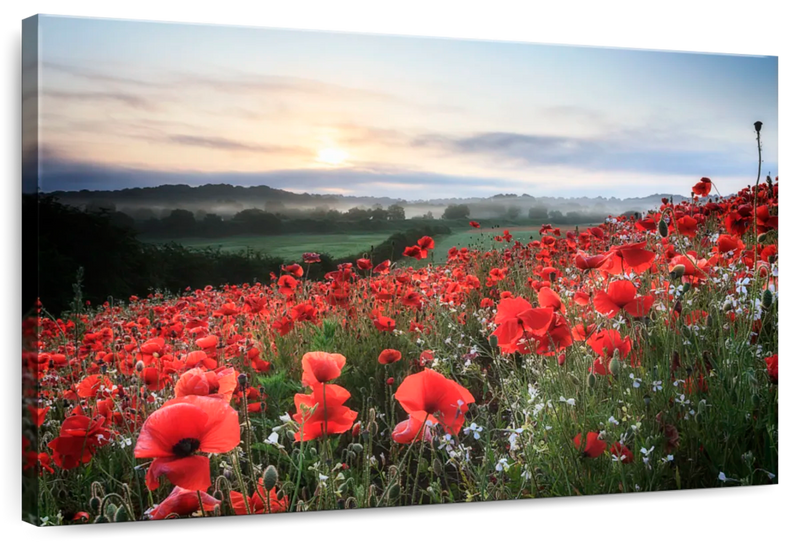 Field Of Red Poppies Wall Art