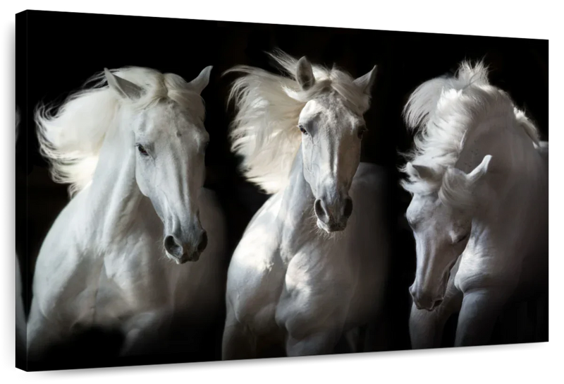 Three White Horses Wall Art