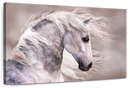 Arabian Dapple Grey Horse Wall Art