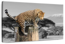 Pop African Leopard Wall Art