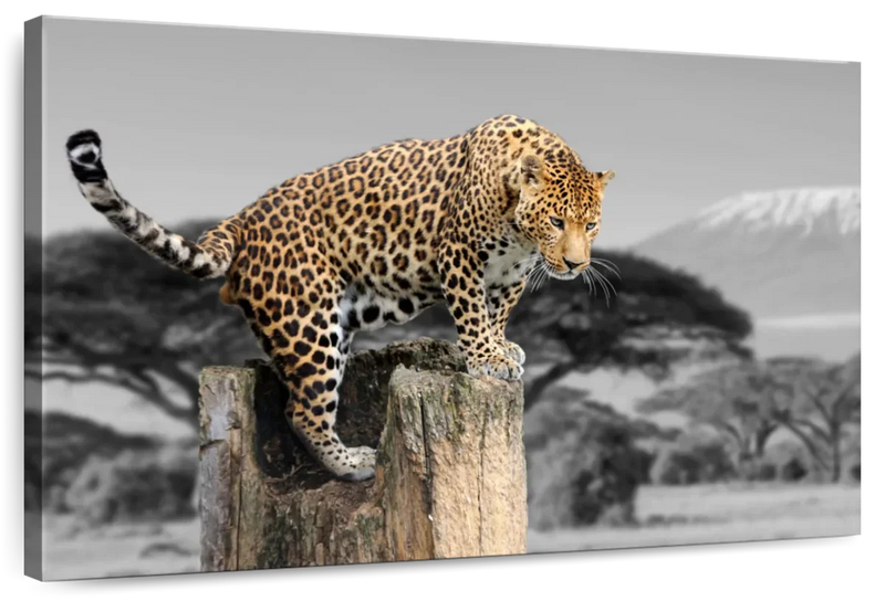 Pop African Leopard Wall Art