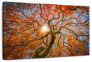 Japanese Maple Tree Wall Art