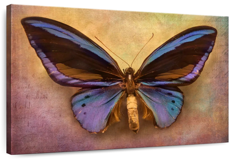 Purple Butterfly Wall Art