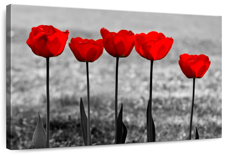 Five Red Tulips Wall Art