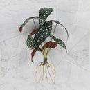 Tropical artificial plant wall set living room decorative foliage by Decorbites