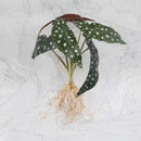 Tropical artificial plant wall set living room decorative foliage by Decorbites