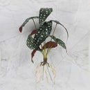 Tropical artificial plant wall set living room decorative foliage by Decorbites