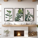 Botanical Set of 3 Prints. Tropical Monstera, Rubber Plant by Wall Art Set