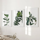 Botanical Set of 3 Prints. Tropical Monstera, Rubber Plant by Wall Art Set
