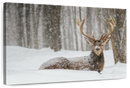 Snow Covered Elk Wall Art