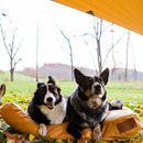 Sunshade Tarp 100 by White Duck Outdoors