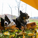 Sunshade Tarp 100 by White Duck Outdoors