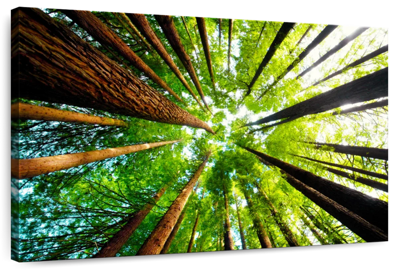 Ancient California Redwood Wall Art