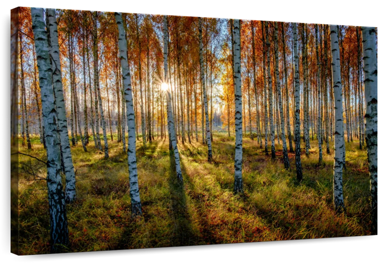 Swedish Birch Forest Wall Art