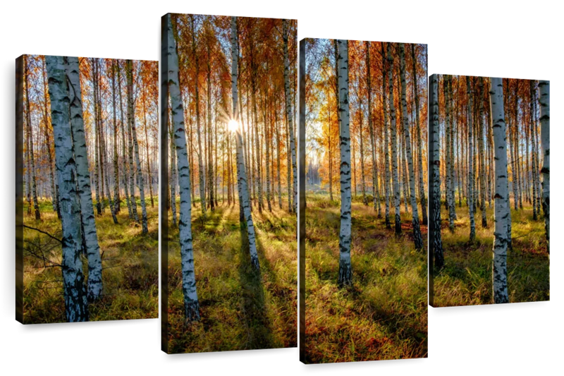 Swedish Birch Forest Wall Art
