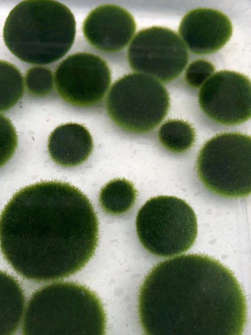 Must-have Large 1.5cm Marimo Moss Ball - Round and Grow Slow