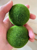 Must-have Large 1.5cm Marimo Moss Ball - Round and Grow Slow