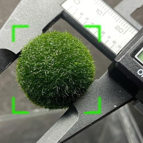 Must-have Large 1.5cm Marimo Moss Ball - Round and Grow Slow