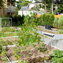 A-Frame Garden Trellis for Climbing Plant with Ground Stake and Cable Tie by LJGDeals