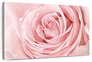Fresh Pink Rose Wall Art