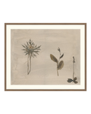 Botanical Thoughts IV