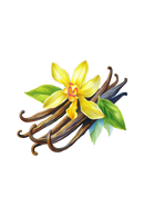 Buttery Vanilla Phthalate-Free Fragrance Oil