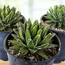 Variegated Queen Victoria Agave