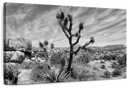 Desert Joshua Tree Wall Art