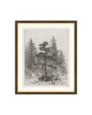 Pine Etching