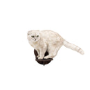 Wooden Cat Step – Dark Walnut