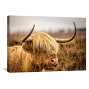 Warm Tones Highland Cow Canvas