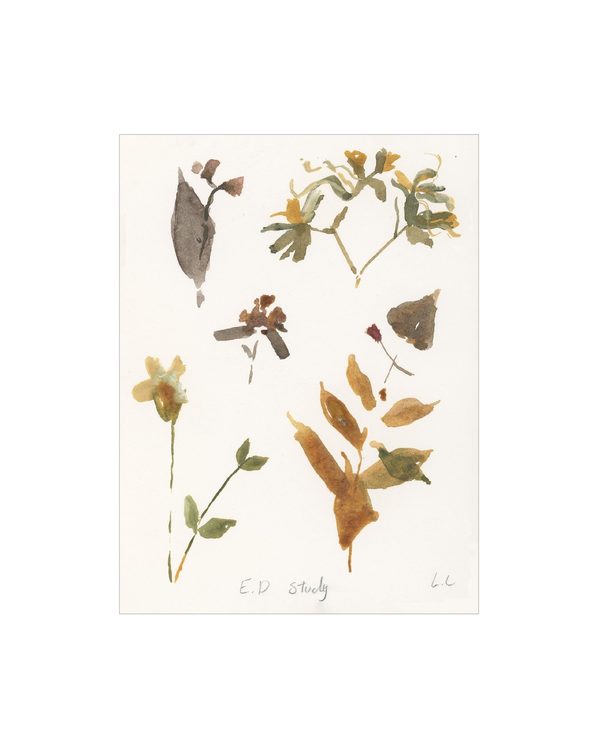 E.D Botanical Study, photo 7 of 34