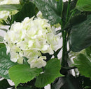 White Hydrangea Artificial Tree 35.4in – UV Resistant by Designer Plants USA