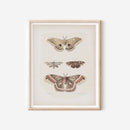 Antique Moth Illustration
