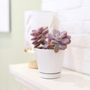 4 inch White Minimalist Pot with Saucer