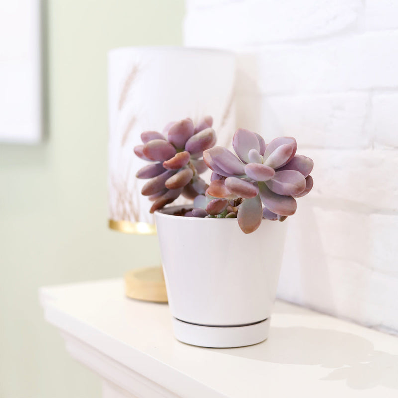 4 inch White Minimalist Pot with Saucer