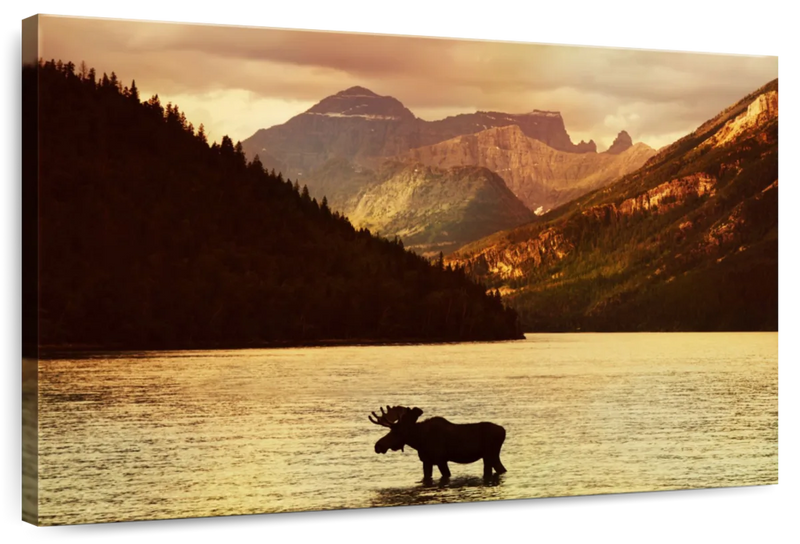 Lake Moose Wall Art