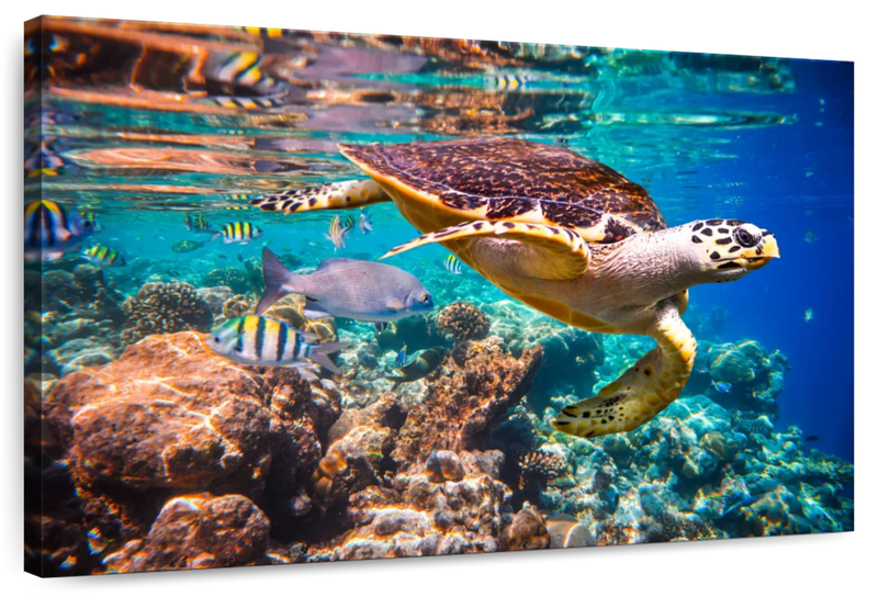 Vivid Sea Life Wall Art