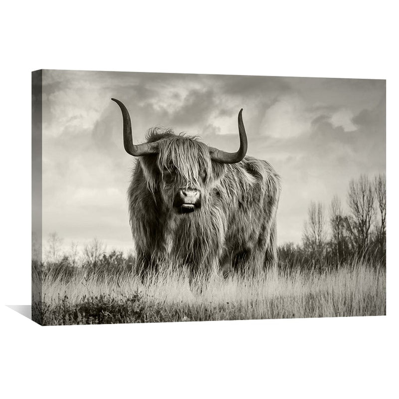 Wild Cow Canvas