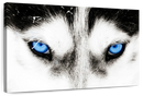 Husky's Eyes Wall Art
