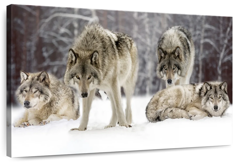 Wolf Pack Wall Art