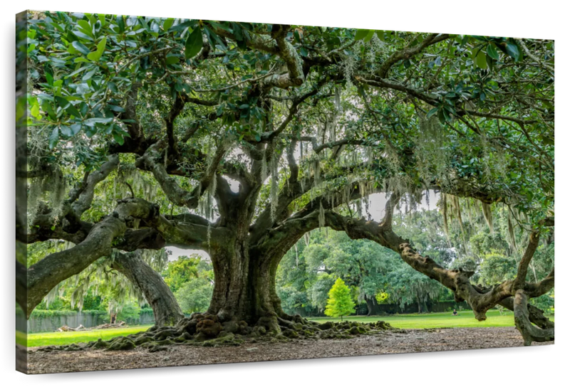 Audubon Park Oak Tree Wall Art