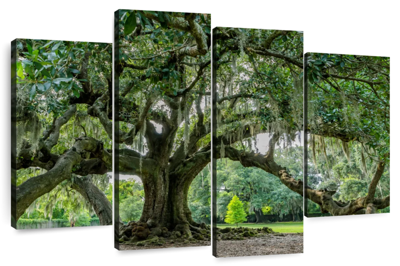 Audubon Park Oak Tree Wall Art