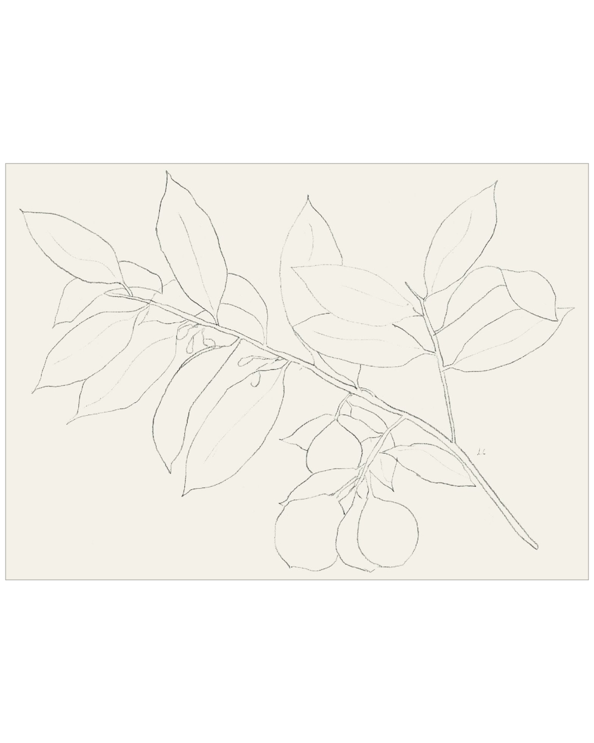 Lemon Branch Drawing, photo 23 of 42