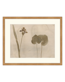 Botanical Thoughts II